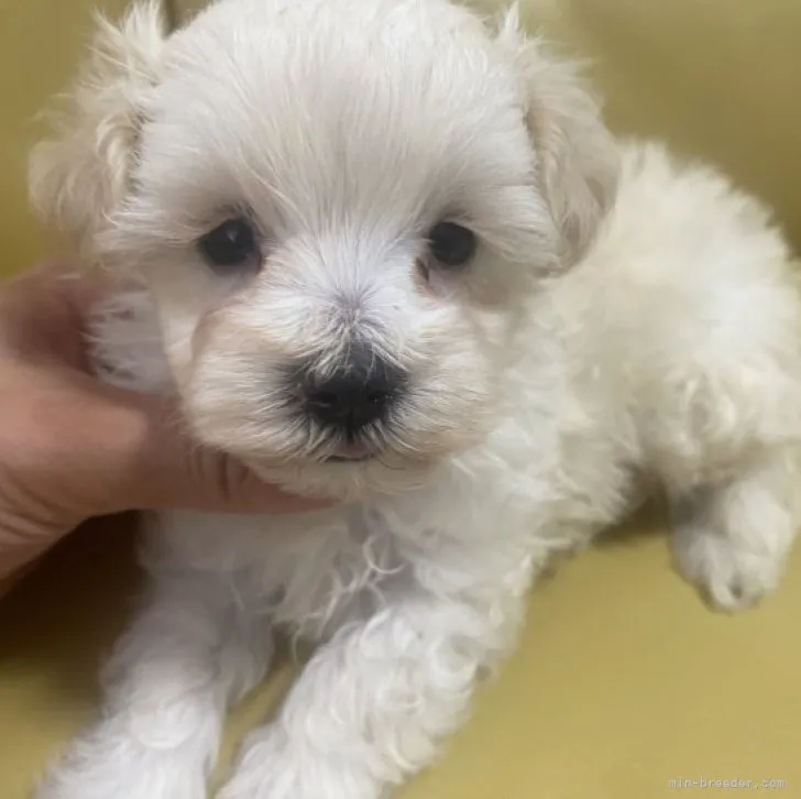 ID：2306-06040の子犬