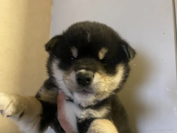 いそべ 様のお迎えした子犬