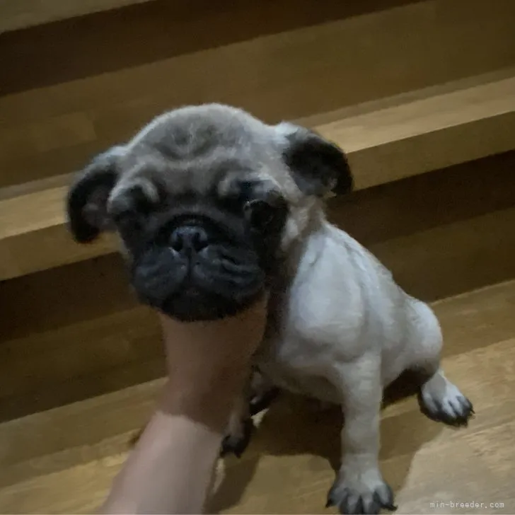 ID：2307-06760の子犬