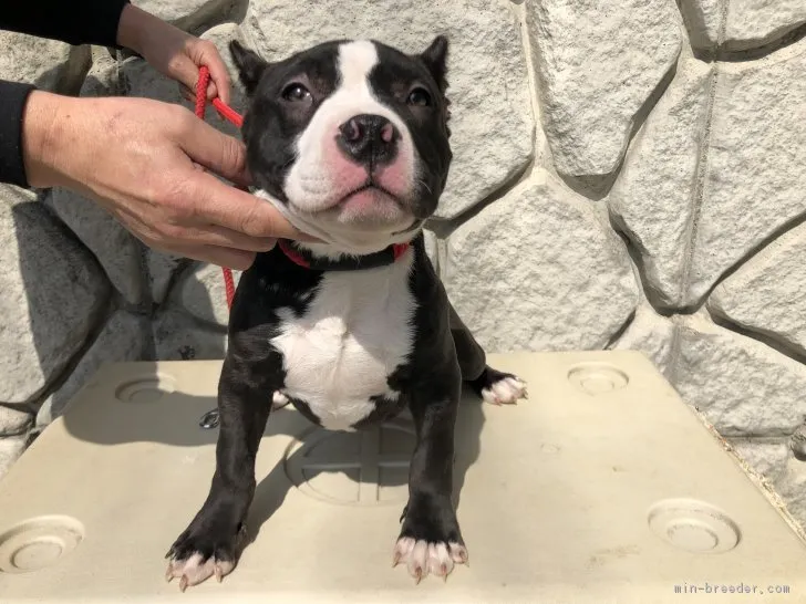 ID：1712-02319の子犬