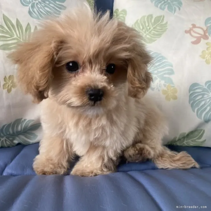 ID：2310-04289の子犬