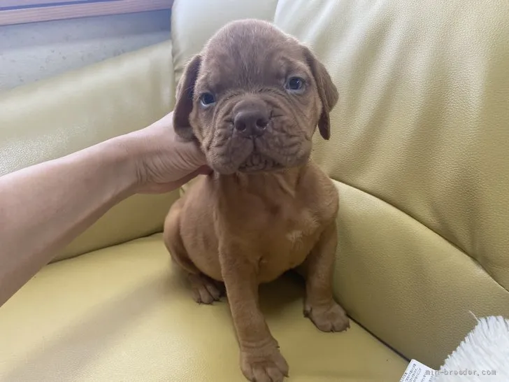 ID：2108-03610の子犬
