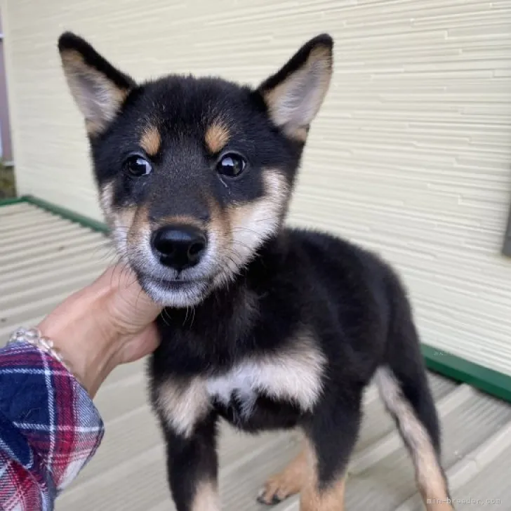 ID：2308-06601の子犬