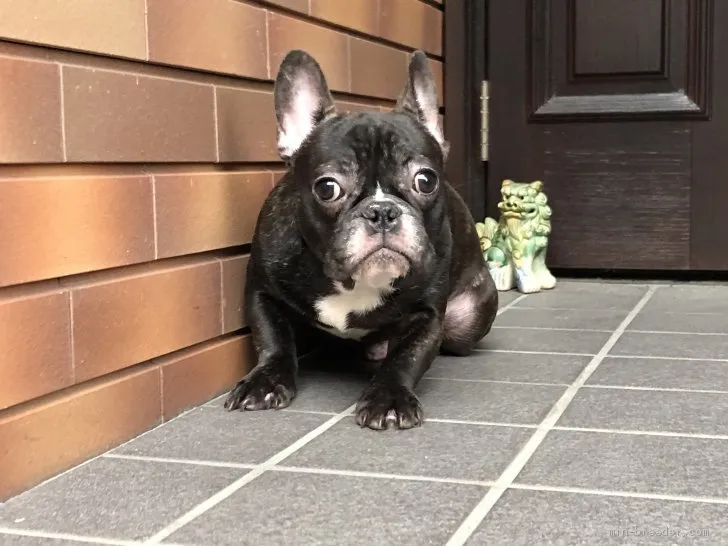 ID:1910-01793の子犬