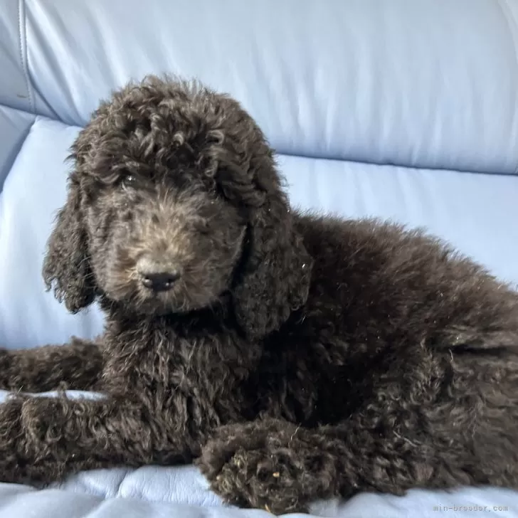 ID:2408-06373の子犬