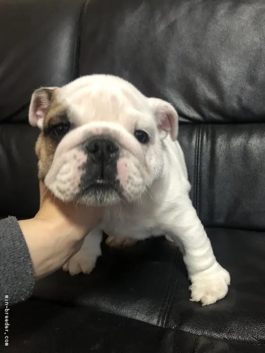 ID:1901-01945の子犬