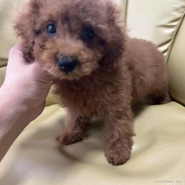 A.M 様のお迎えした子犬