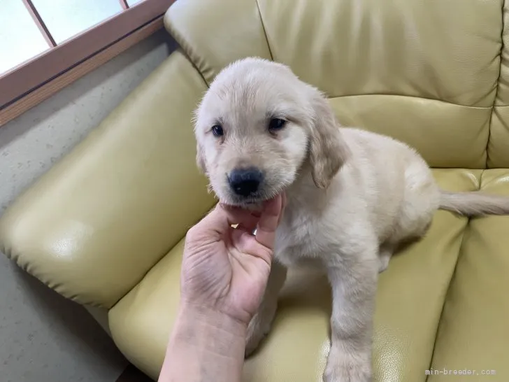 やまもと 様のお迎えした子犬