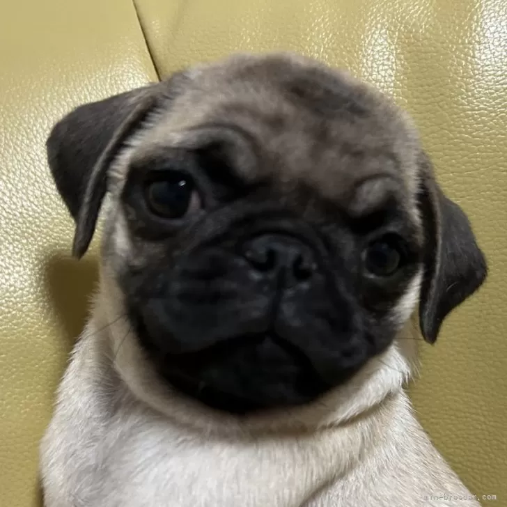 M.M 様のお迎えした子犬