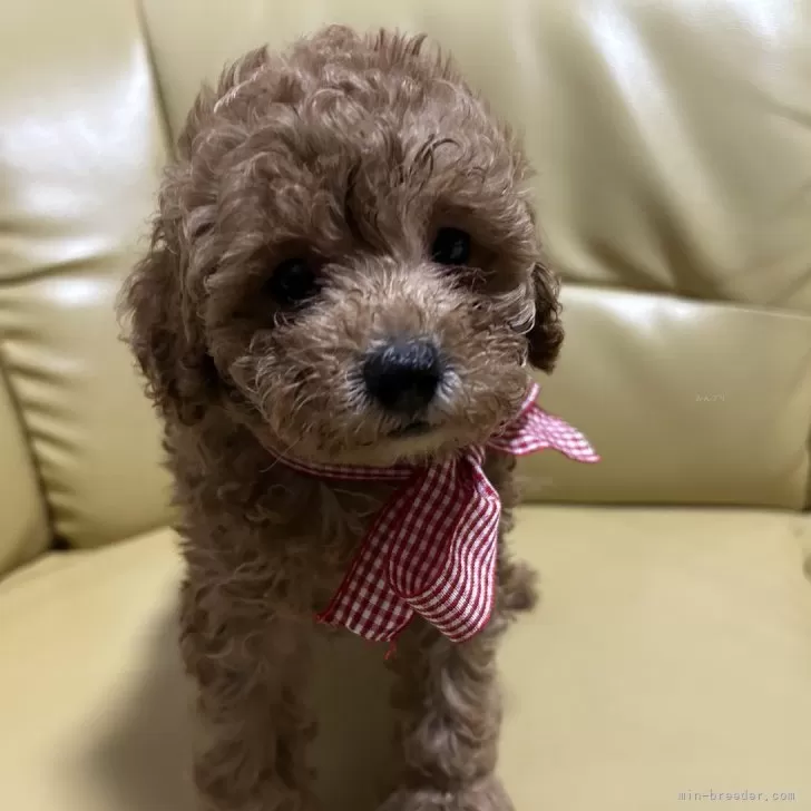 ID：2408-04302の子犬