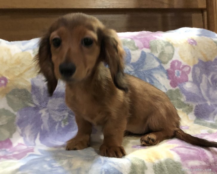 ミニチュアダックスフンド ロング 新潟県 女の子 19年9月9日 レッド 美人です みんなのブリーダー 子犬id 1912