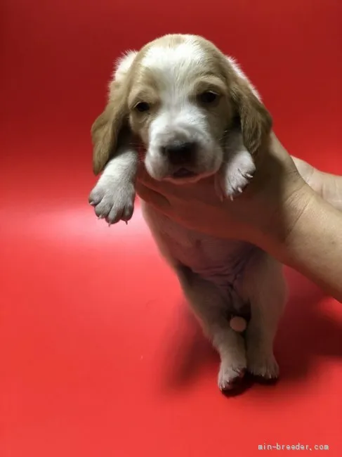 ももちゃん 様のお迎えした子犬