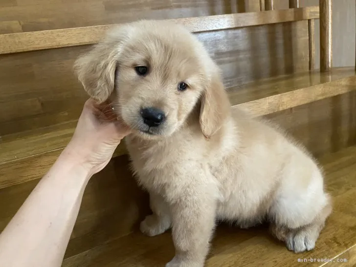 ID：2005-01381の子犬