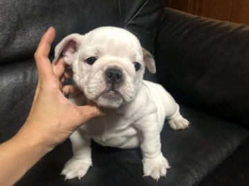 ブルドッグ【新潟県・女の子・2018年9月15日・ホワイト】の写真「クリスマス込み込み価格です」