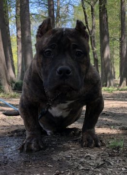 アメリカンブリー【新潟県・男の子・2017年11月13日・ブリンドル】の写真「ポケットブリーです」