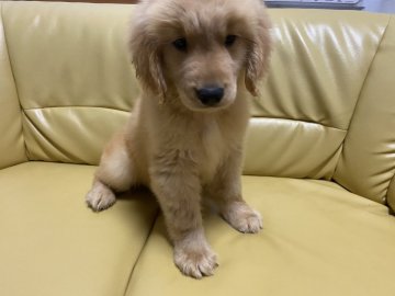 ゴールデンレトリバー【新潟県・男の子・2020年8月22日・ゴールド】の写真「無駄吠えなし、おっとりな男の子」