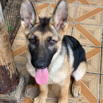 ミックス(ウルフドッグ×シェパード)【新潟県・女の子・2024年2月29日・ブラタン】の写真「ウルフドック」