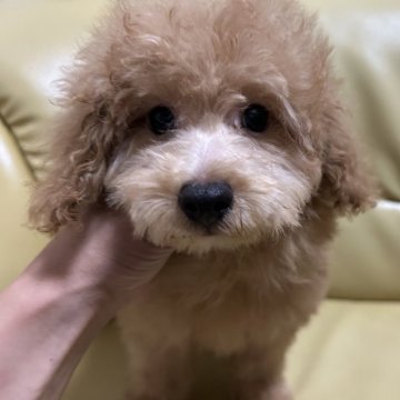 トイプードル(トイ)【新潟県・男の子・2024年6月18日・アプリコット】の写真「ふわふわボーイ」