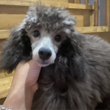 トイプードル(トイ)【新潟県・男の子・2023年2月25日・シルバー】の写真「綺麗なシルバー、毛量バッチリ」