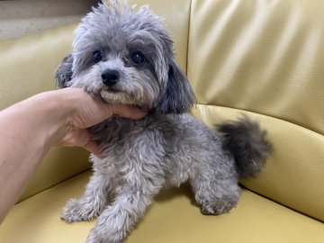 トイプードル(ティーカップ)【新潟県・女の子・2019年12月28日・シルバー】の写真「人懐こいです」