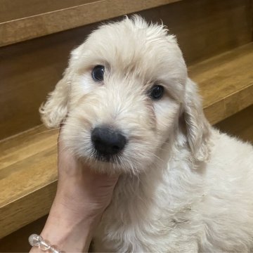 ゴールデンドゥードゥル【新潟県・女の子・2023年6月1日・クリーム】の写真「マイペースな女の子」