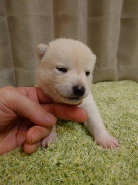 柴犬(標準サイズ)【新潟県・女の子・2021年6月15日・白】の写真「希少白」