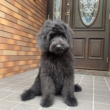 ゴールデンドゥードル(プードル×ゴールデンレトリバー)【新潟県・女の子・2023年7月4日・ブラック】の写真「もふもふです」