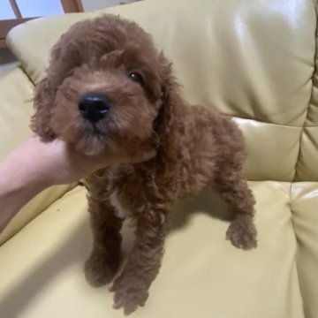 トイプードル(トイ)【新潟県・男の子・2023年6月19日・レッド】の写真「総額128000円」