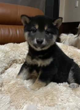 柴犬(標準サイズ)【新潟県・女の子・2020年11月7日・黒】の写真「総額22万です」