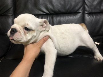 ブルドッグ【新潟県・女の子・2018年4月15日・レッド&ホワイト】の写真「綺麗なアイラインです」