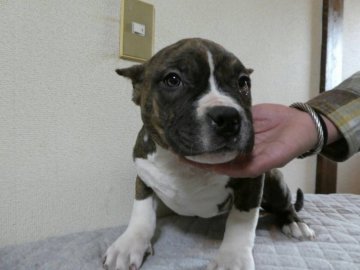 アメリカンブリー【新潟県・男の子・2017年11月26日・ブリンドル&ホワイト】の写真「優良血統」