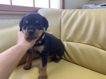 ロットワイラー【新潟県・女の子・2020年7月18日・ブラックタン】の写真「甘えん坊な女の子」