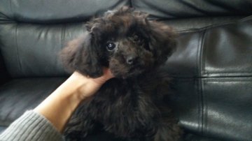 トイプードル【新潟県・女の子・2016年7月10日・ブラック】の写真「小さいです」