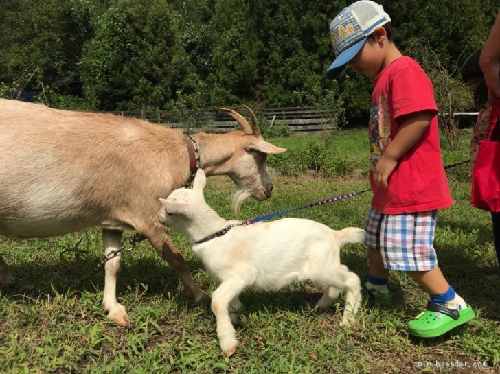 ヤギやウサギなど他にもたくさんの動物がいます｜小澤　圭史(おざわ　けいし)ブリーダー(山梨県・トイプードルなど・JKC登録)の紹介写真3