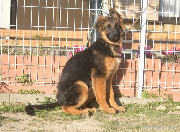 ジャーマン シェパード ドッグ 福岡県 女の子 年8月6日 黒と茶 シェパード犬らしく美しい毛並みで 長毛です みんなのブリーダー 子犬id 12