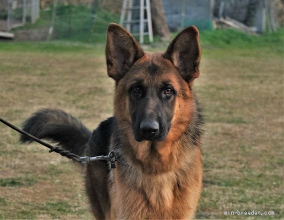 ジャーマン シェパード ドッグ 福岡県 女の子 年4月19日 黒と茶 シェパード犬らしく美しい毛並みです みんなのブリーダー 子犬id 12