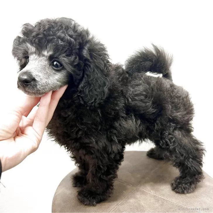 ID：2504-01515の子犬