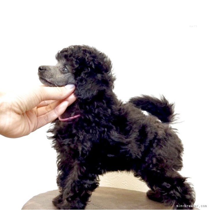 p*o様 ティーカッププードル p*o様 ティーカッププードル 福岡県のティーカッププードルの子犬を