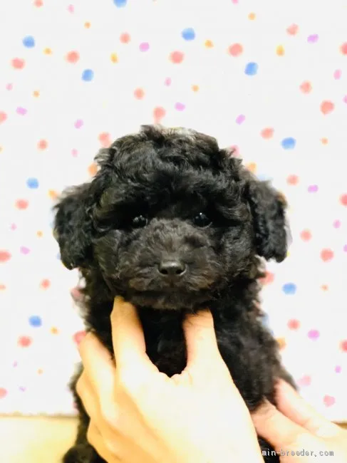 ID:2004-03011の子犬