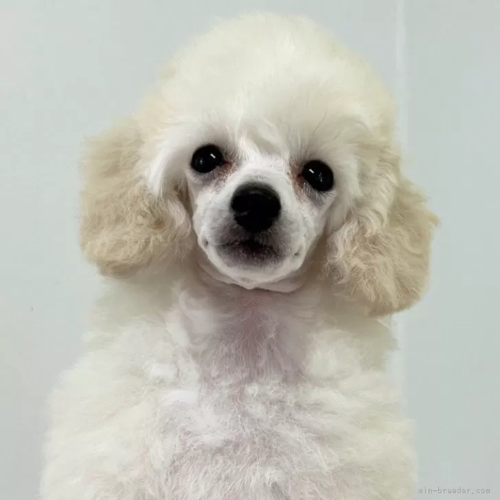 ID:2404-04277の子犬