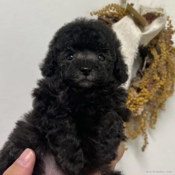 ID：2308-00427の子犬