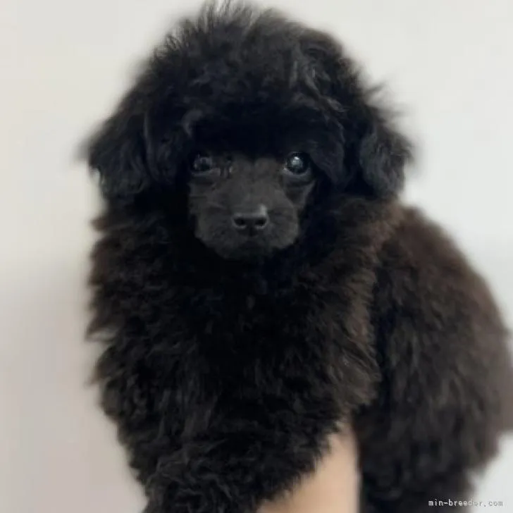 ID:2208-04405の子犬