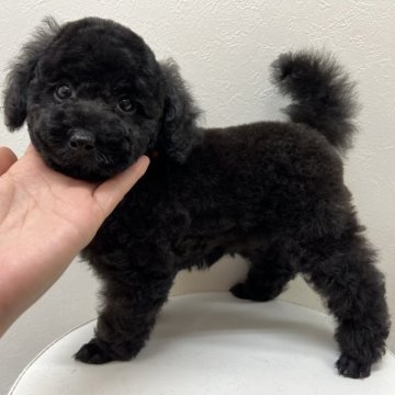 トイプードル(タイニー)【福島県・男の子・2024年5月10日・ブラック】の写真「元気◯、人にも犬にも友好的、おもちゃ遊び大好き。」