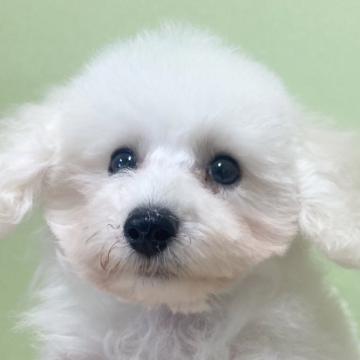 トイプードル(タイニー)【福島県・男の子・2022年7月4日・ホワイト】の写真「お顔が可愛く、性格が明るい、社会性のある子です。」
