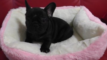 フレンチブルドッグ【鹿児島県・女の子・2014年9月8日・ブリンドル】の写真「お父さん似の可愛い顔をしています。」