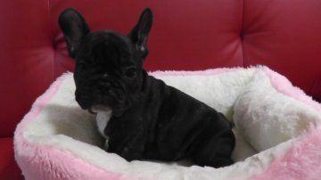 フレンチブルドッグ【鹿児島県・男の子・2014年9月8日・ブリンドル】の写真「お父さん似の可愛い顔をしています。」