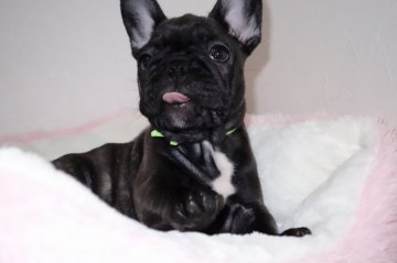 フレンチブルドッグ【鹿児島県・女の子・2014年9月30日・ブリンドル】の写真「可愛い顔の少し小さめの子です」