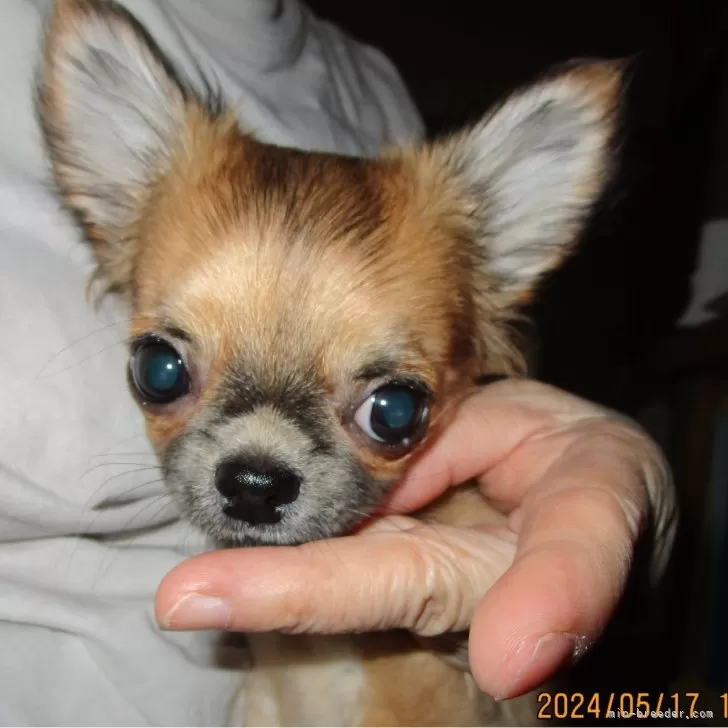 ID：2403-05008の子犬