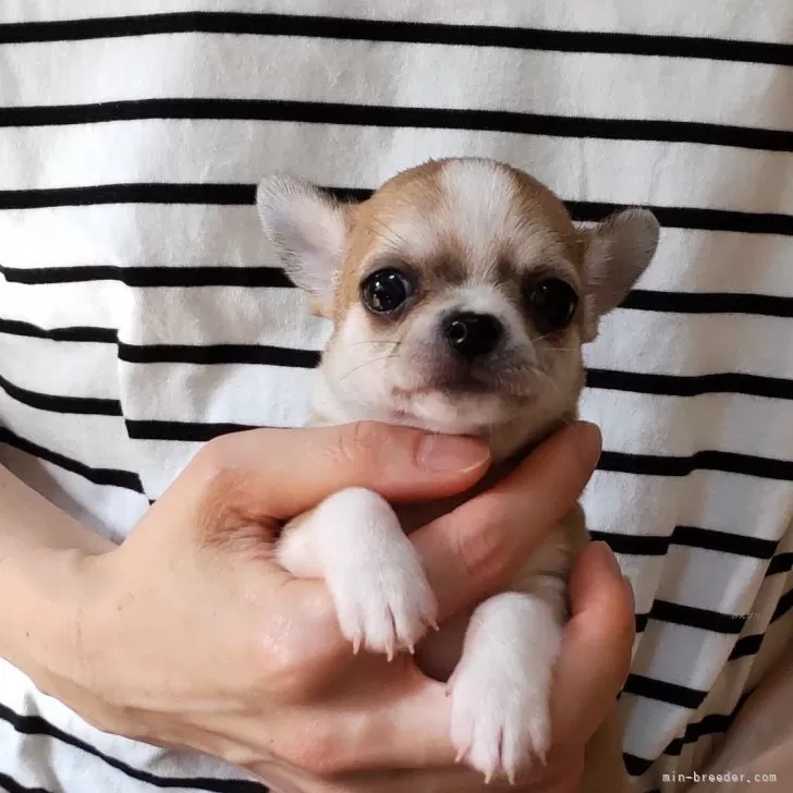 ID:2410-02388の子犬