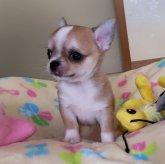 チワワ(スムース)